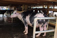 IMG_0925