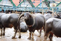 IMG_0933