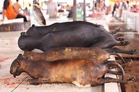 IMG_1037