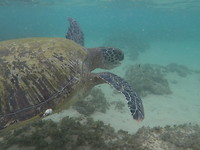 Unawatuna - Delawella Beach