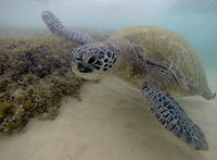 Unawatuna - Delawella Beach