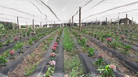 Hortensia's (2)