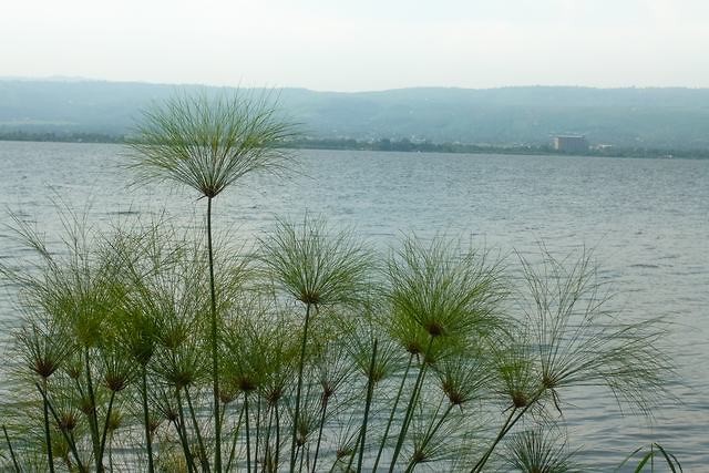 04. Dunga