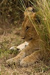 15. Masaai Mara