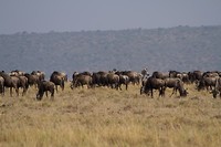 16. Masaai Mara