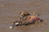 17. Masaai Mara