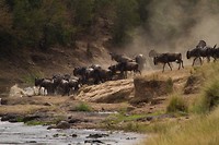 18. Masaai Mara
