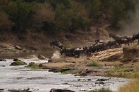 19. Masaai Mara