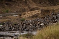 24. Masaai Mara