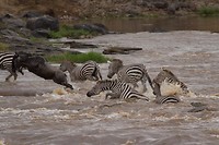 26. Masaai Mara