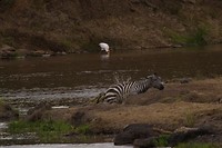29. Masaai Mara