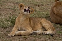 30. Masaai Mara