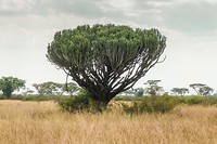 10. Queen Elisabeth NP