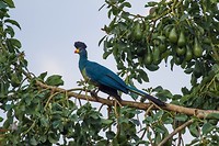 14. Kibale
