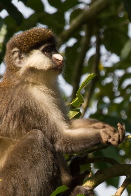 17. Jinja