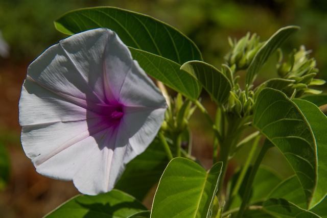 20. Sipi