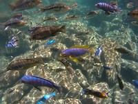17. Cape Maclear