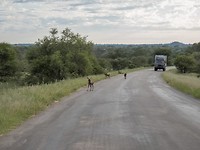 09. Kruger NP