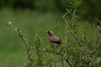 10. Kruger NP