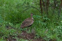 11. Kruger NP