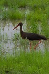 12. Kruger NP
