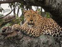 13. Kruger NP