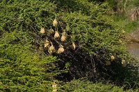 14. Kruger NP