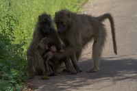 15. Kruger NP