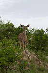 20. Kruger NP