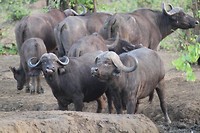 03. Kruger