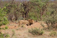 04. Kruger