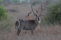 Kruger