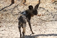 11. Hwange