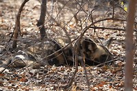 Painted dog