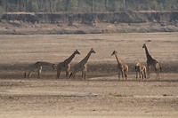 13. South Luangwa NP