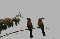 16. South Luangwa NP