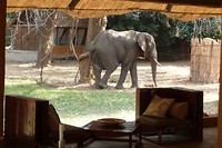 17. South Luangwa NP