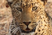 19. South Luangwa NP