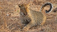 20. South Luangwa NP