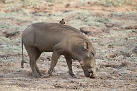 21. South Luangwa NP
