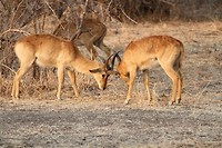 22. South Luangwa NP