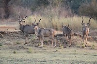 23. South Luangwa NP
