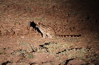 24. South Luangwa NP