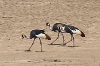 25. South Luangwa NP