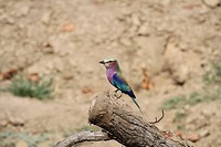 26. South Luangwa NP