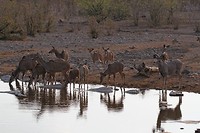 12. Etosha