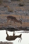 13. Etosha