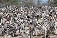 14. Etosha
