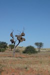 10. Namaqua 4x4