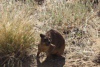 16. Augrabies Dassie trail